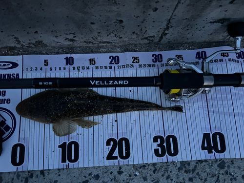 マゴチの釣果