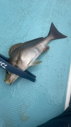 イサキの釣果