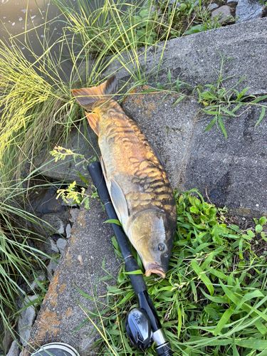 コイの釣果
