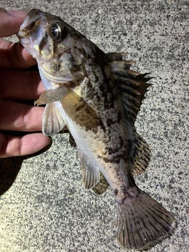 ソイの釣果