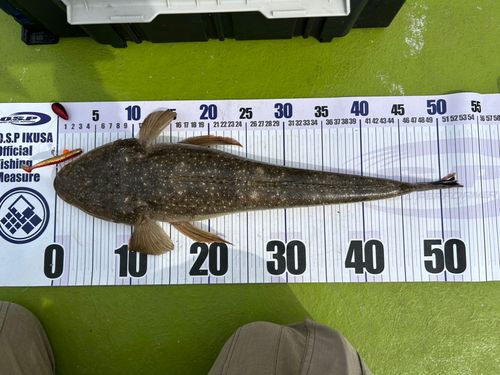 マゴチの釣果
