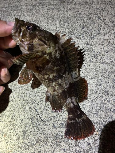ソイの釣果