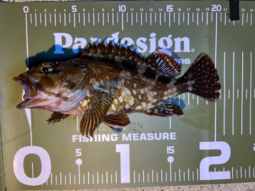 カサゴの釣果