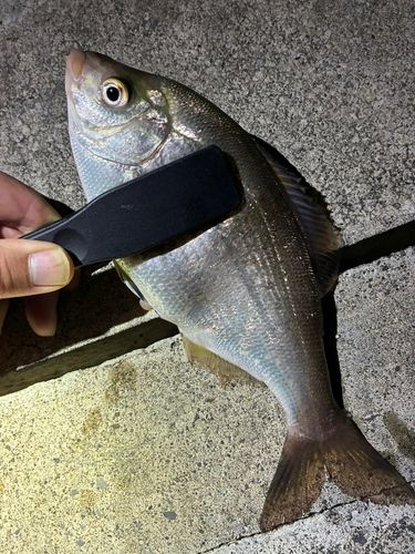 ウミタナゴの釣果