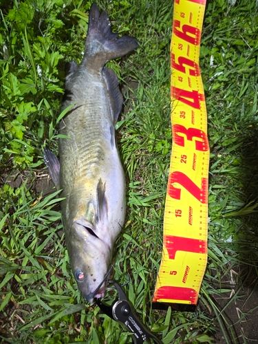 アメリカナマズの釣果