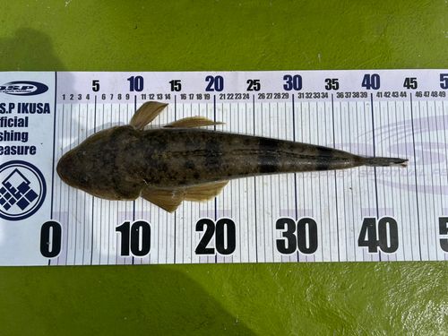 マゴチの釣果