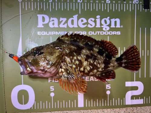 カサゴの釣果