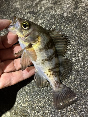 メバルの釣果