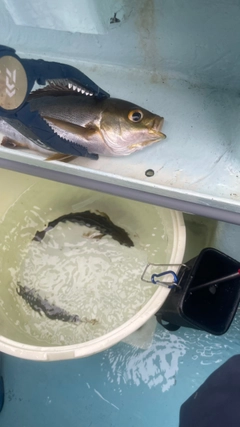 イサキの釣果