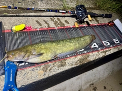 ナマズの釣果