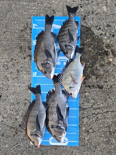 チヌの釣果