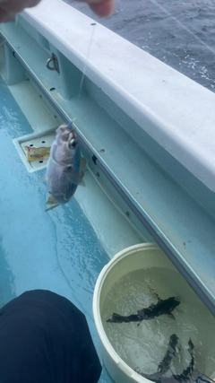 タカベの釣果