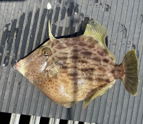 カワハギの釣果