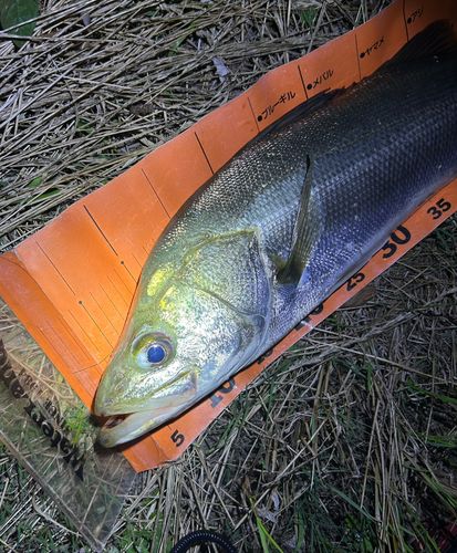 スズキの釣果
