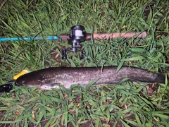 ナマズの釣果