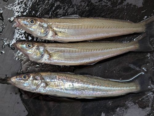 キスの釣果