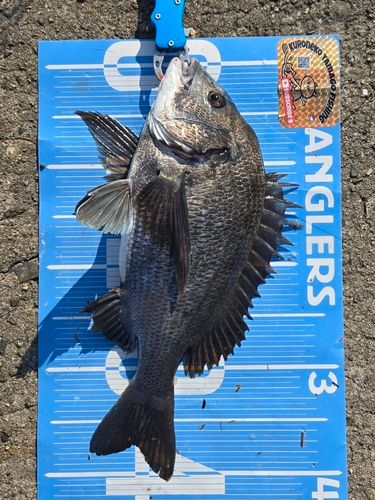 チヌの釣果