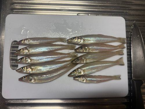 キスの釣果