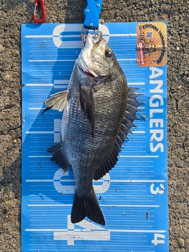 チヌの釣果