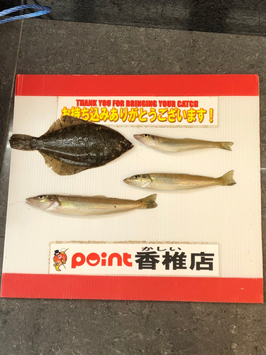 カレイの釣果