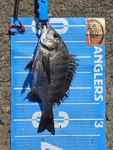 チヌの釣果
