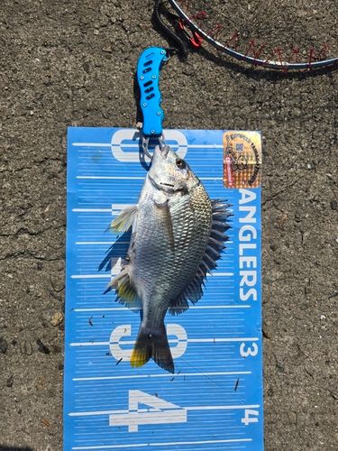 キビレの釣果