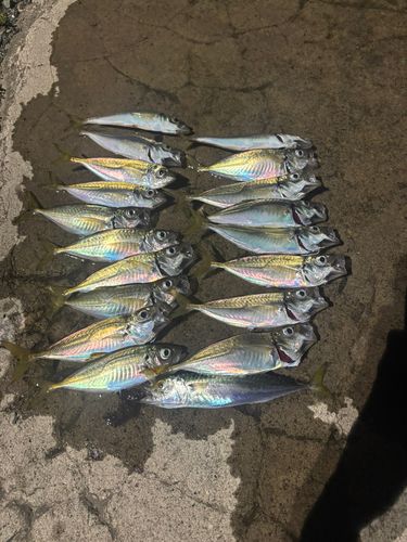 アジの釣果