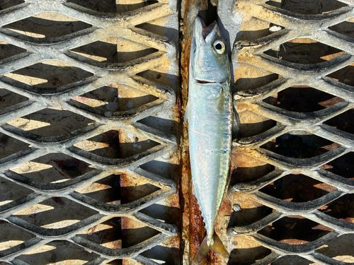サバの釣果
