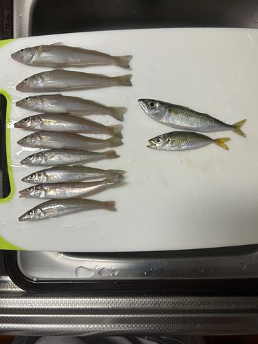 キスの釣果