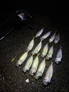アジの釣果