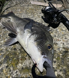 チヌの釣果