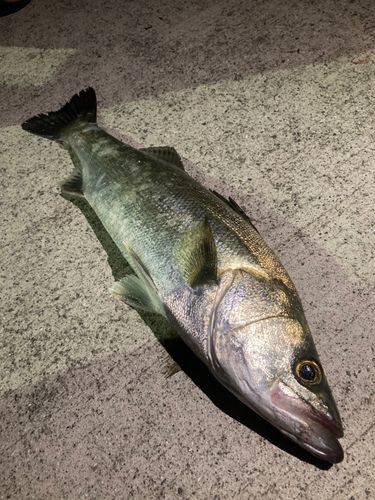 フッコ（マルスズキ）の釣果