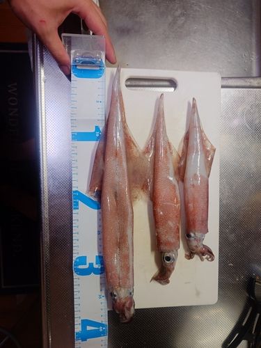 ヤリイカの釣果