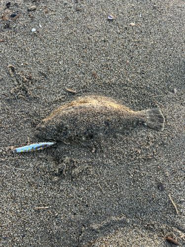 ヒラメの釣果