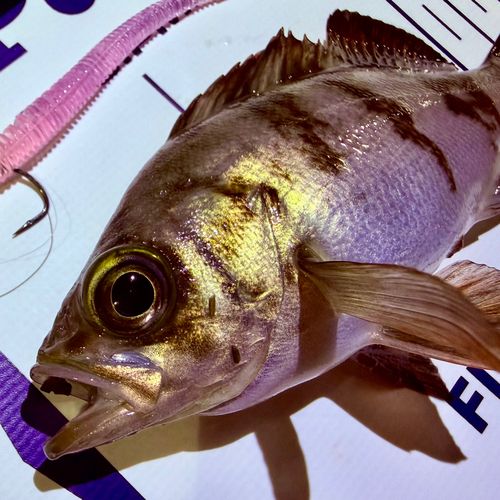 メバルの釣果