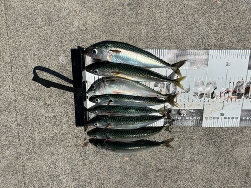マサバの釣果