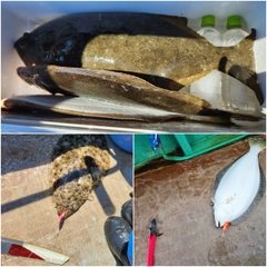 ヒラメの釣果