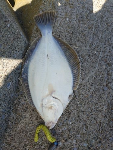 イシガレイの釣果