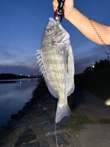 チヌの釣果