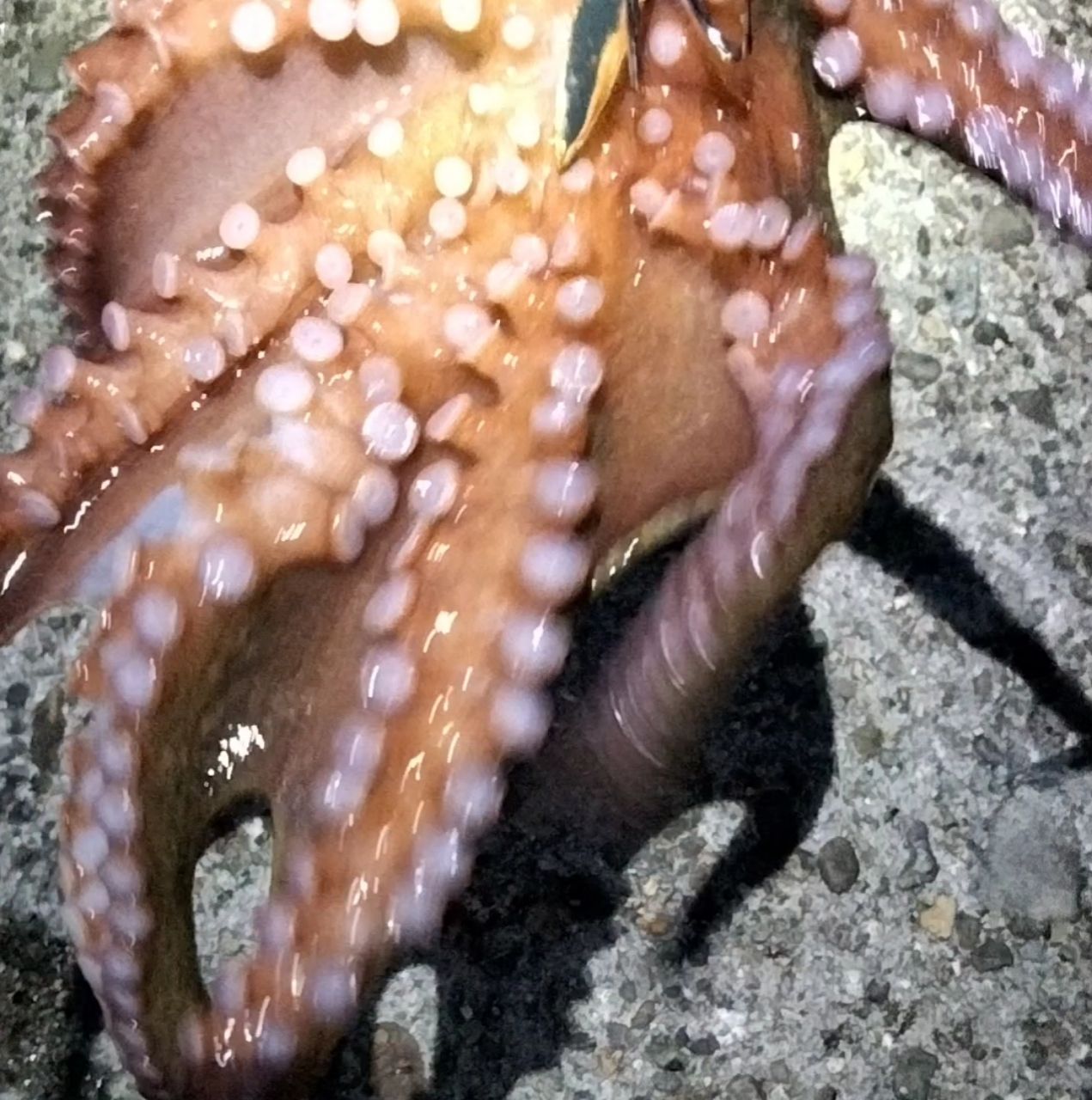 タコの釣果写真