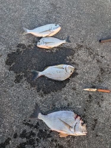 ヘダイの釣果