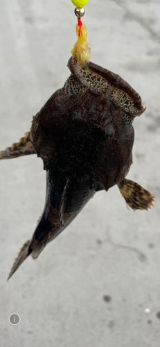 カジカの釣果