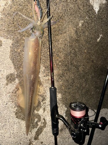 ヤリイカの釣果