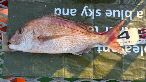マダイの釣果