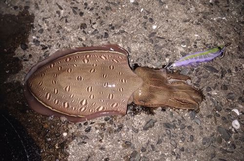 モンゴウイカの釣果
