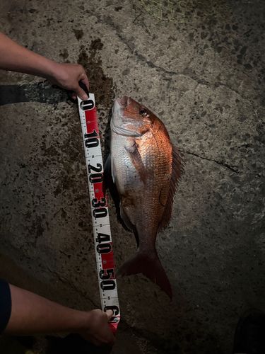 タイの釣果