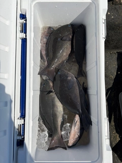グレの釣果