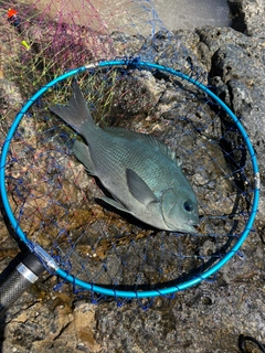 グレの釣果