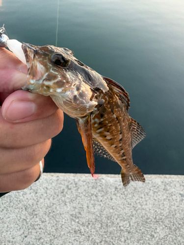 アナハゼの釣果