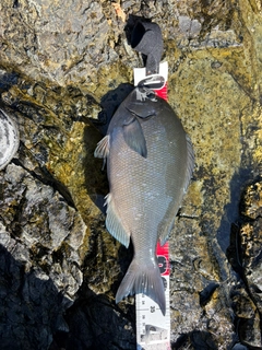 グレの釣果